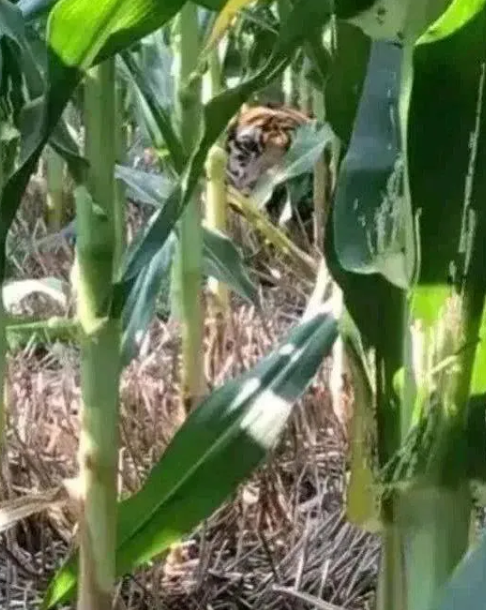 肚子疼了，跑到玉米地解决，刚刚进去的时候没有发现，蹬到一半的时候，发现前面一个模