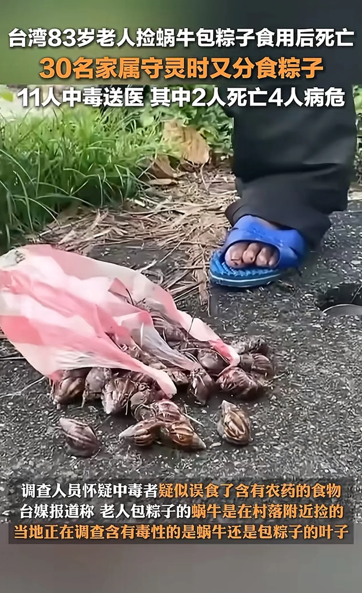 83岁老人捡蜗牛包粽子食用后死亡！