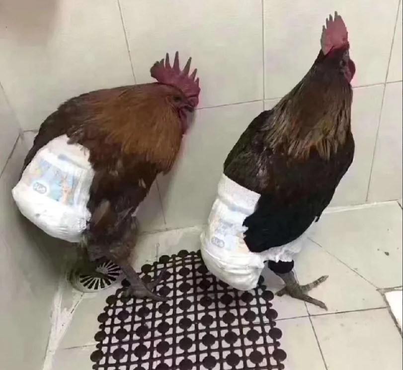 老家送来两只鸡，老婆说只能这样养