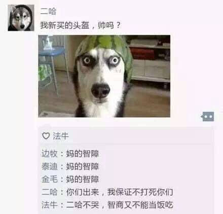 如果狗狗也有朋友圈
