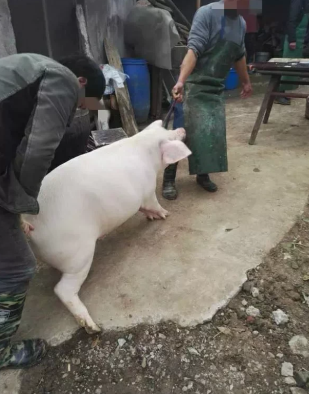 广西柳州，男子从外地购买了一批未经检验检疫的活猪，私自将其屠宰并售卖。后男子又叫