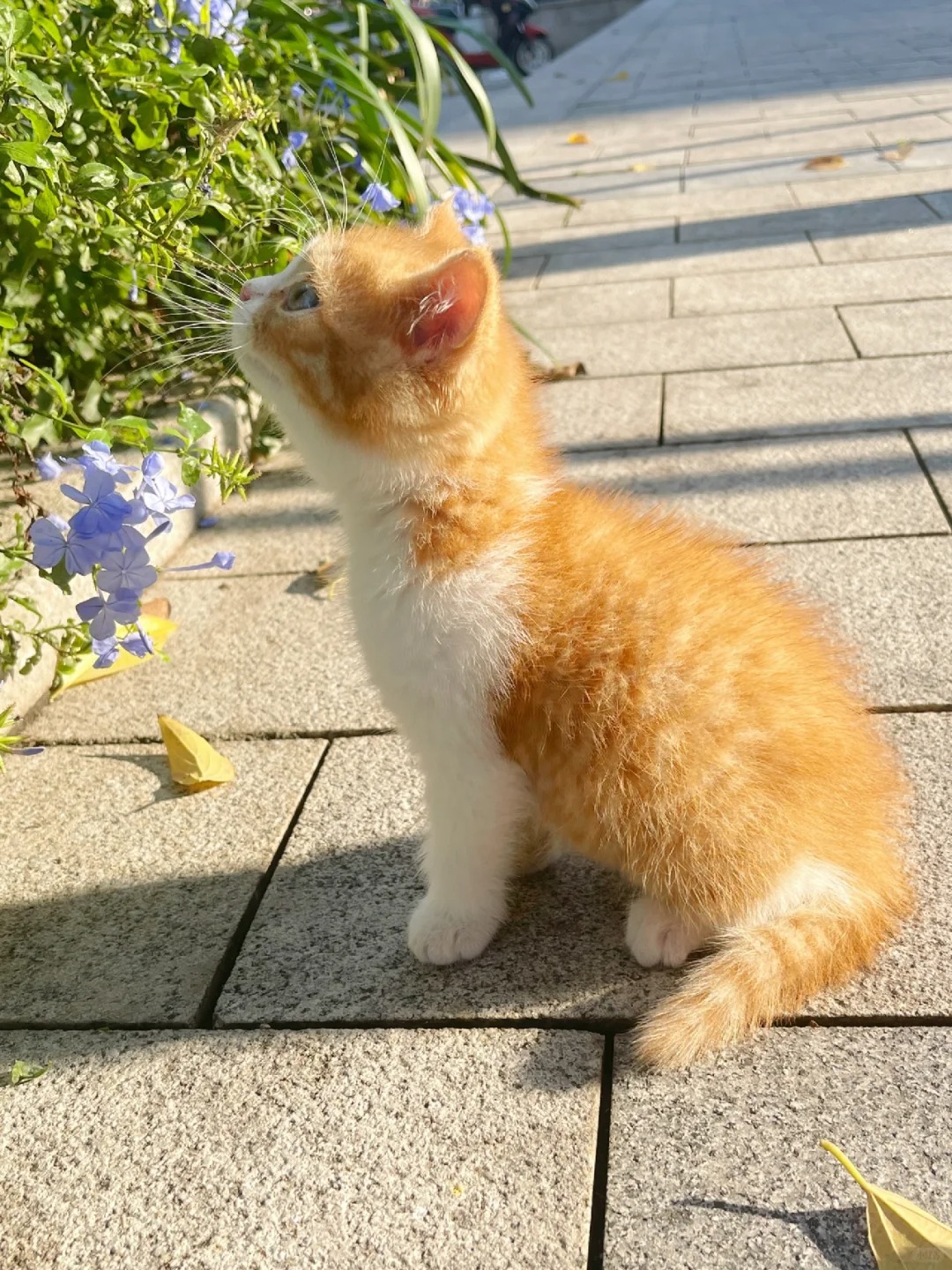 路边偶遇小猫赏花
偶遇小猫闻花晒太阳呢