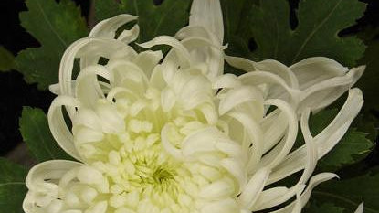 春节悲歌：48岁经济泰斗李锋博士意外离世，英年早逝令人扼腕