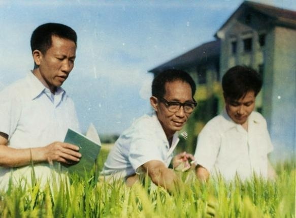袁隆平（左二）与助手尹华奇（左一）、李必湖（左三）在安江农校试验田。