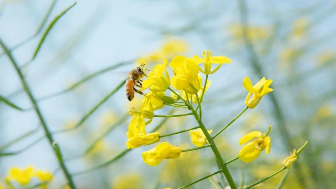 惊蛰养生，多吃2白、常做1“回春操”！脾胃养好、肝气通畅