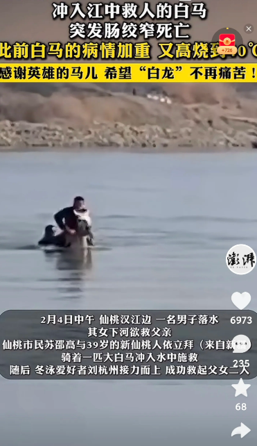 惊闻噩耗。2月11日救人白马已经去世。救人后“白龙”突发肠道绞窄，高烧40℃不退