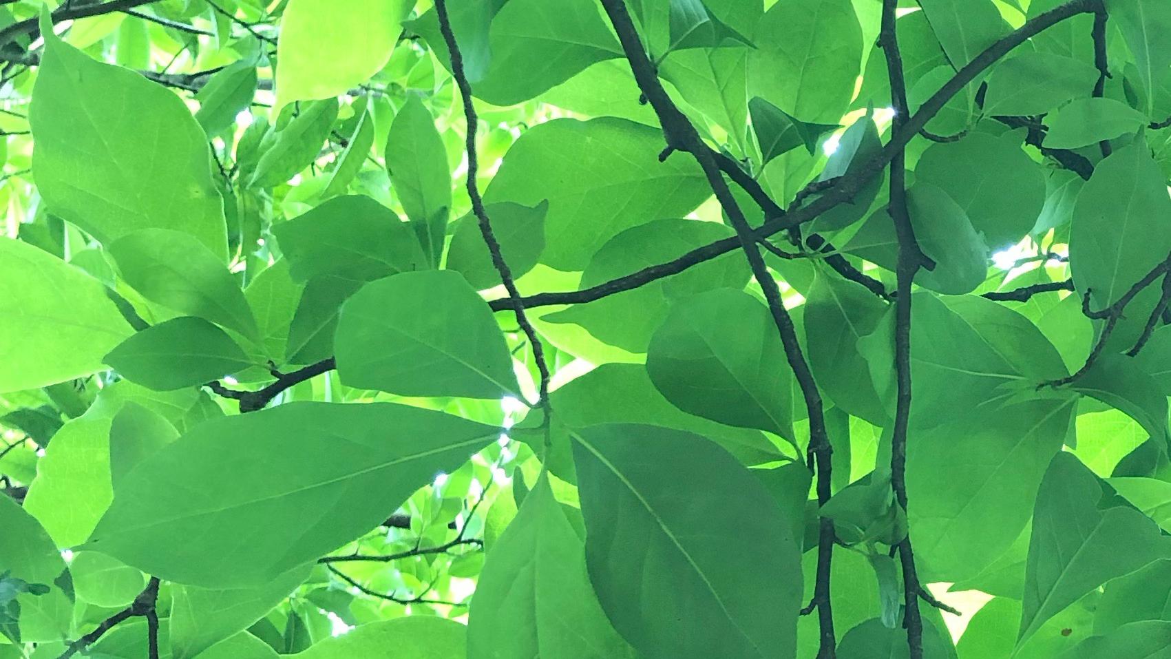 黄一鸣直播回应与王思聪的关系争议