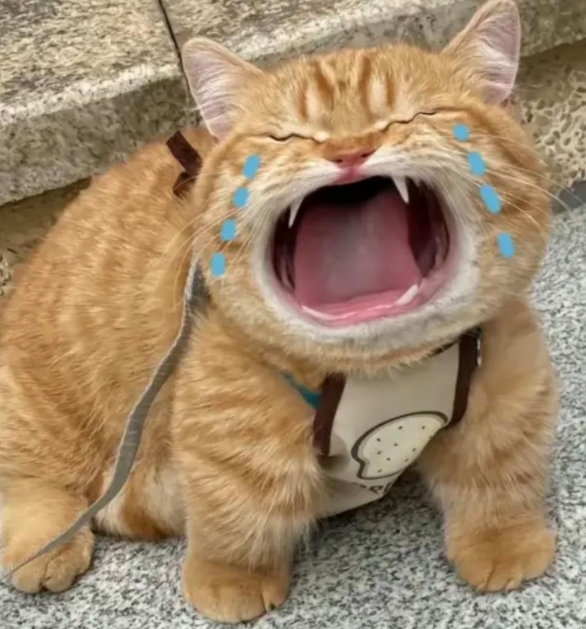 猫咪养久了，连表情都一模一样！哈哈哈哈 [大笑][大笑][大笑][大笑][大笑]
