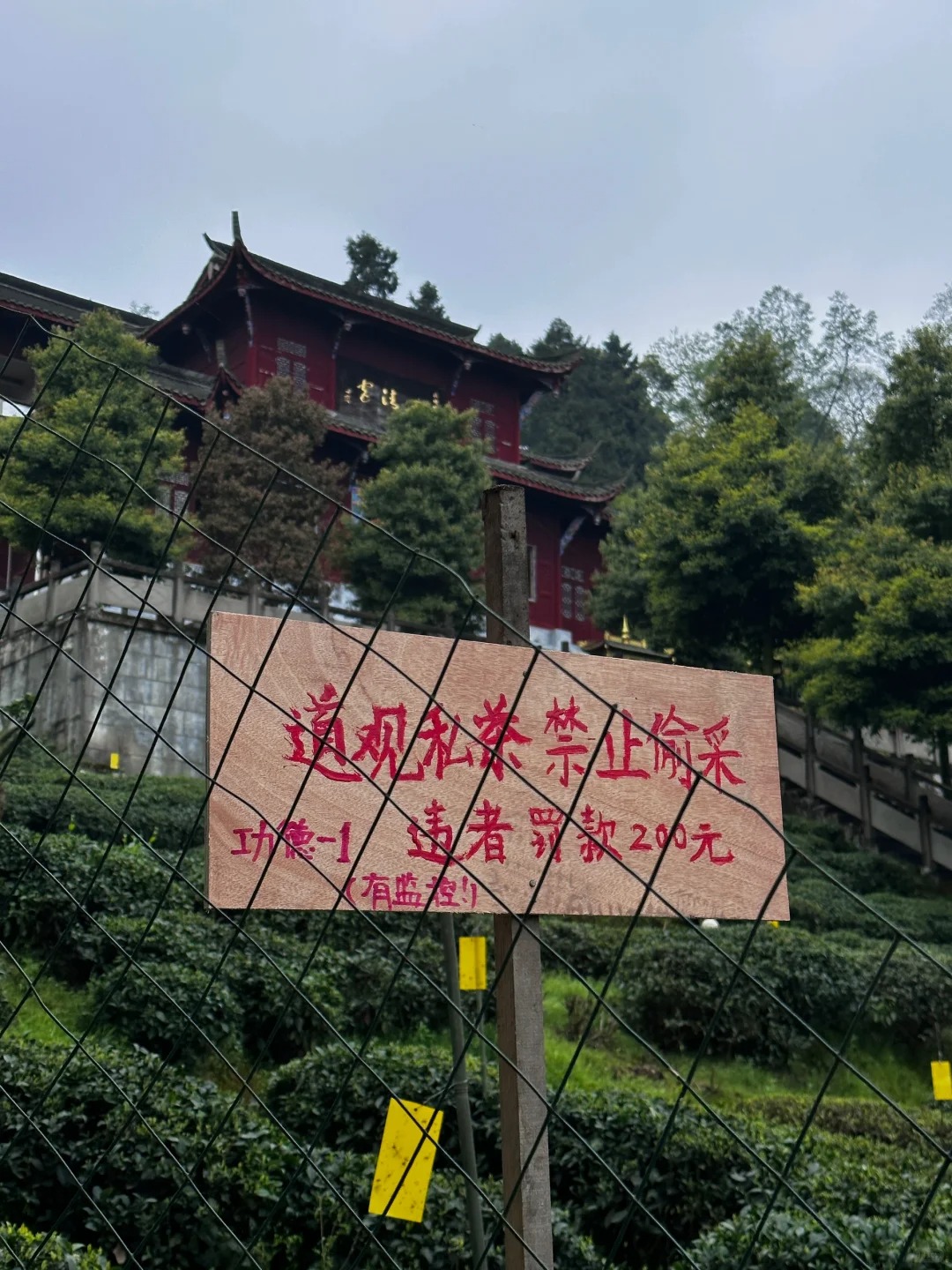 防君子防不住小人
道观贫穷，靠一口茶活着。
各位达官贵人爬山过路之时，
手下留情