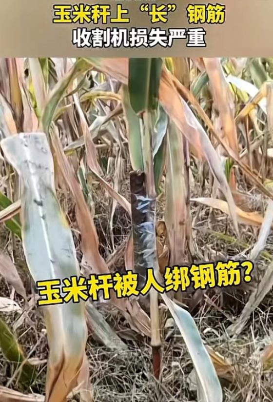2023年，山东一男子承包了1500亩玉米地，收割时请了两台收割机，却不料有人在