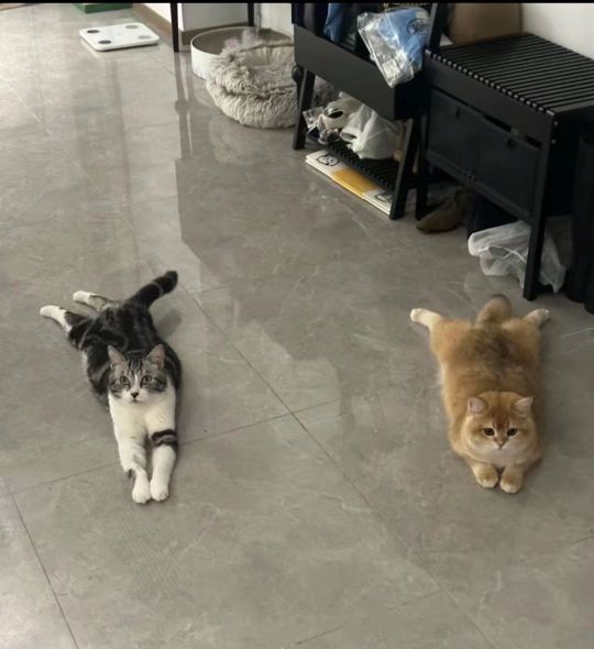 看谁趴的更标准？