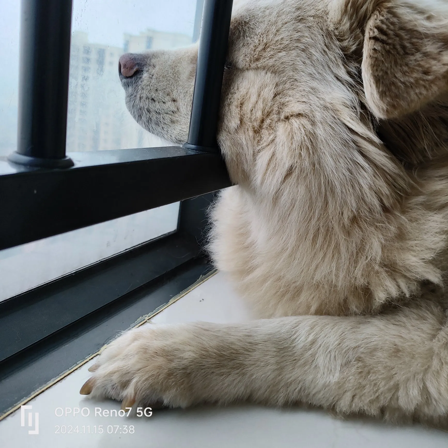狗狗小心思都写脸上了