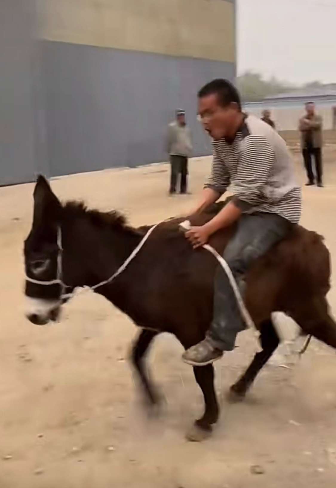 家有一头小毛驴