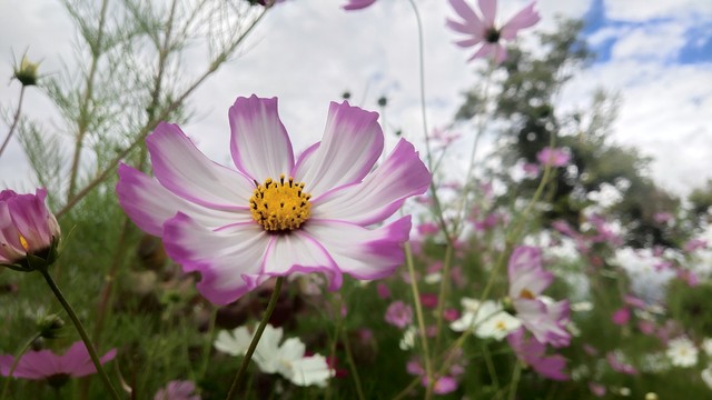 爱上你，一生难忘，心中有你