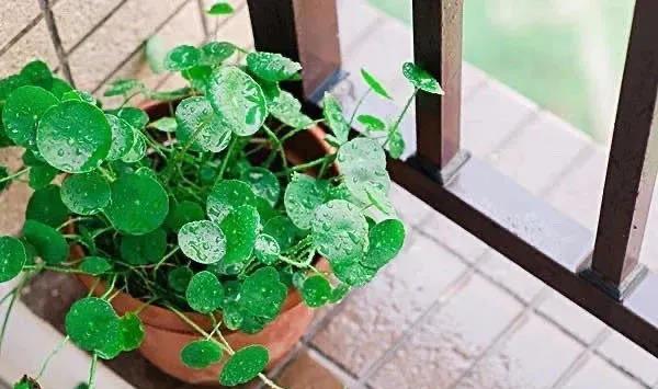 






对于喜欢淋雨的花来说，适度淋雨对它们的生长是非常有帮助的，但淋雨也