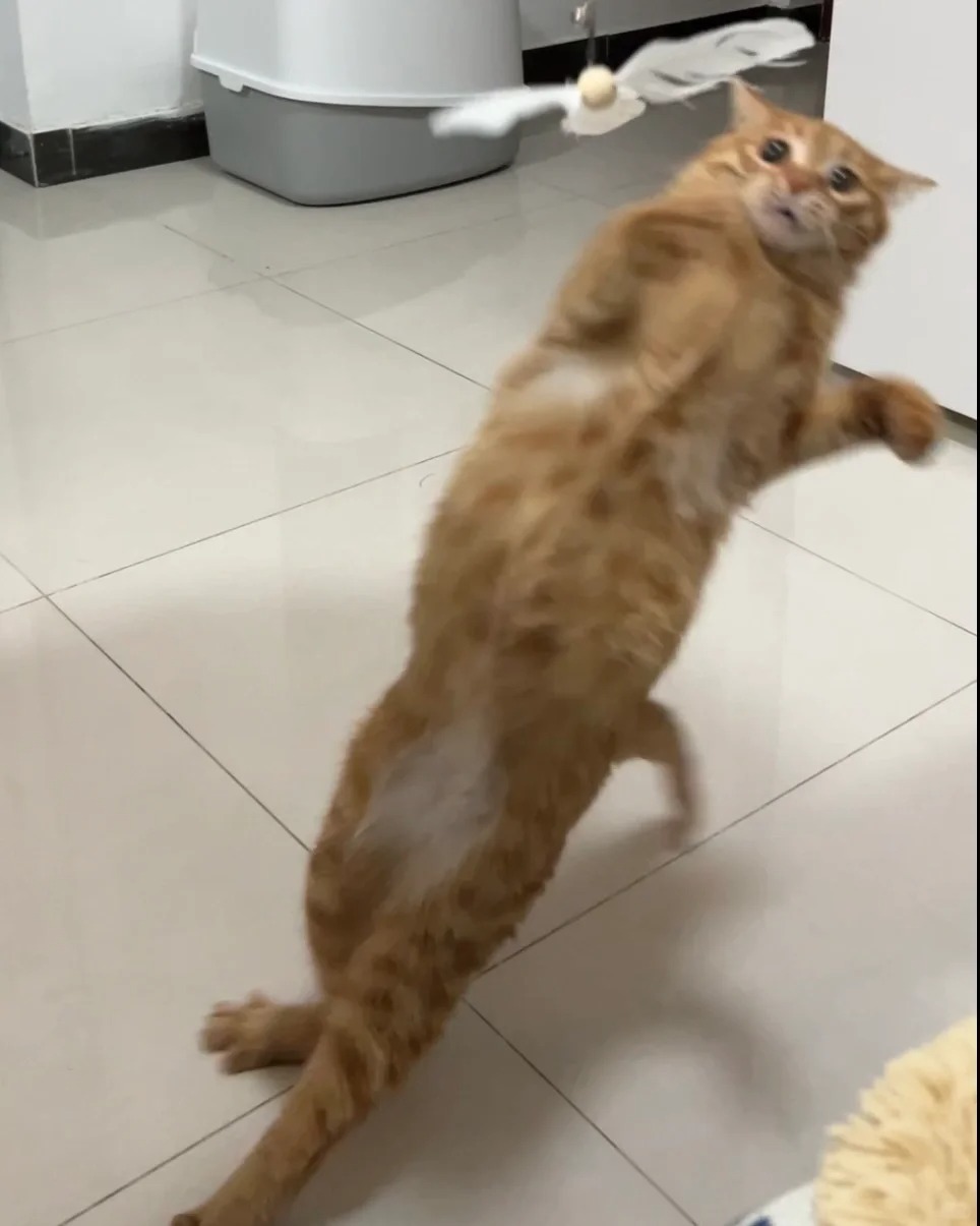 猫猫华尔兹
换了个新的逗猫棒头
今天异常活跃
甚至为了玩过来闻了我jio五次
还