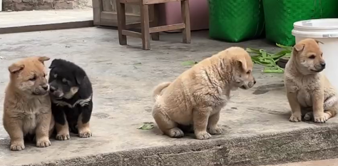 这是我家的吃瓜群众