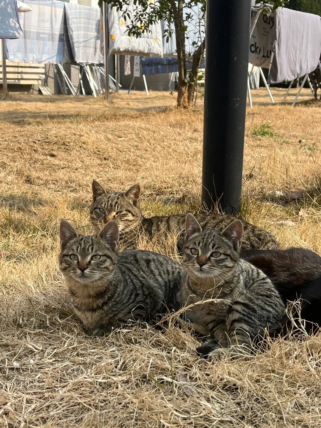 看看你们学校的小猫！
我们学校好多狸花猫呀哈哈哈哈 而且都长的一样 一大家子 太