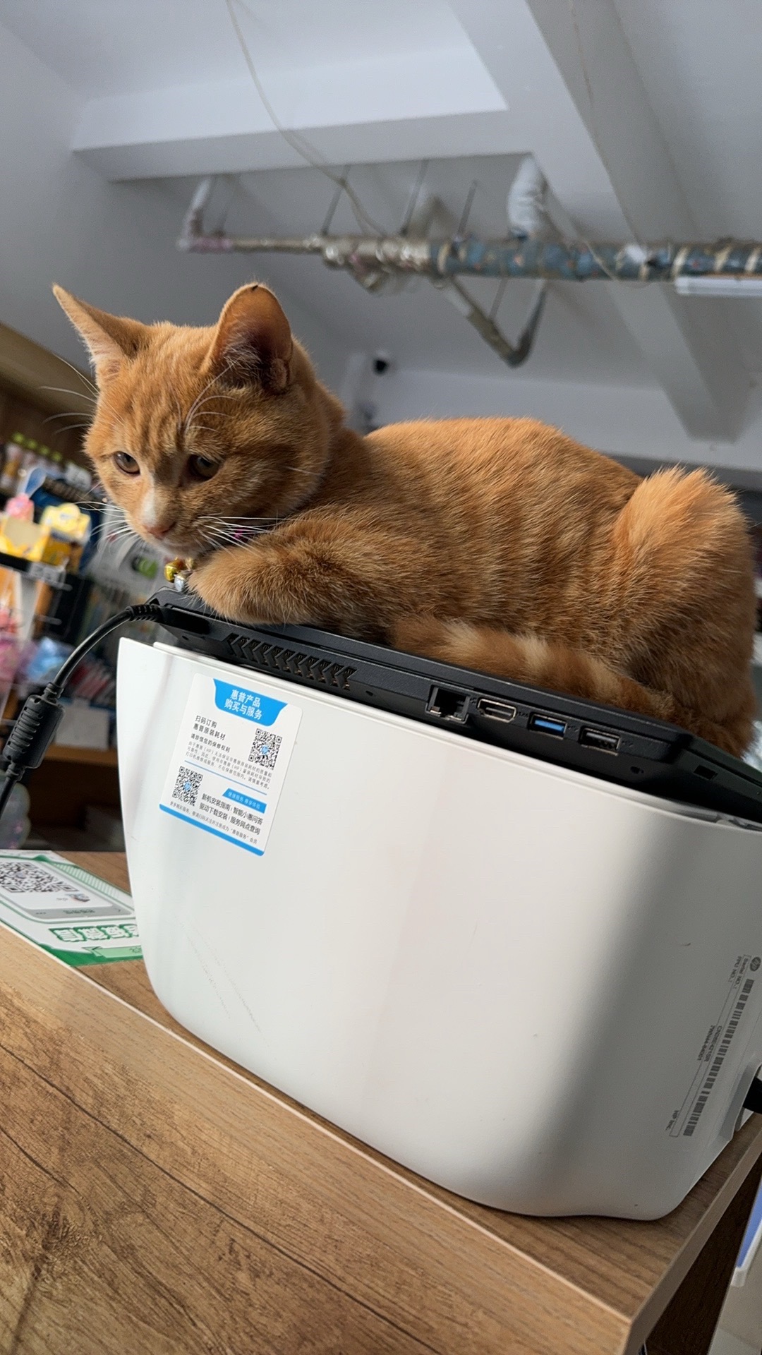 会看店的小猫是不是招财猫
