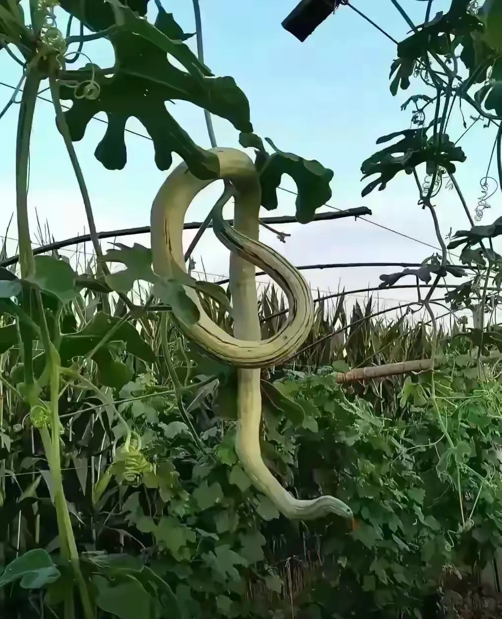 今早去自己菜园摘丝瓜，不小心被这条青蛇咬了一口，大家说我还去医院挂什么科[笑哭]