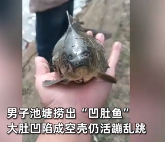 没有肚子照样游！天津，一钓鱼佬发视频称自己在池塘里钓到了一个“凹肚鱼”，之所以给