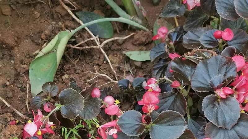 花色辐射值：可见光谱外的爱情波长