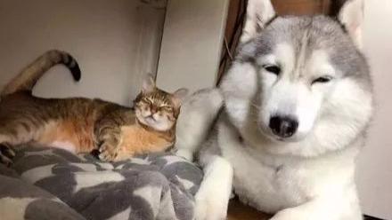 铲屎官晒出哈士奇和猫咪一起长大的画面，暖翻网友：真的太甜了！