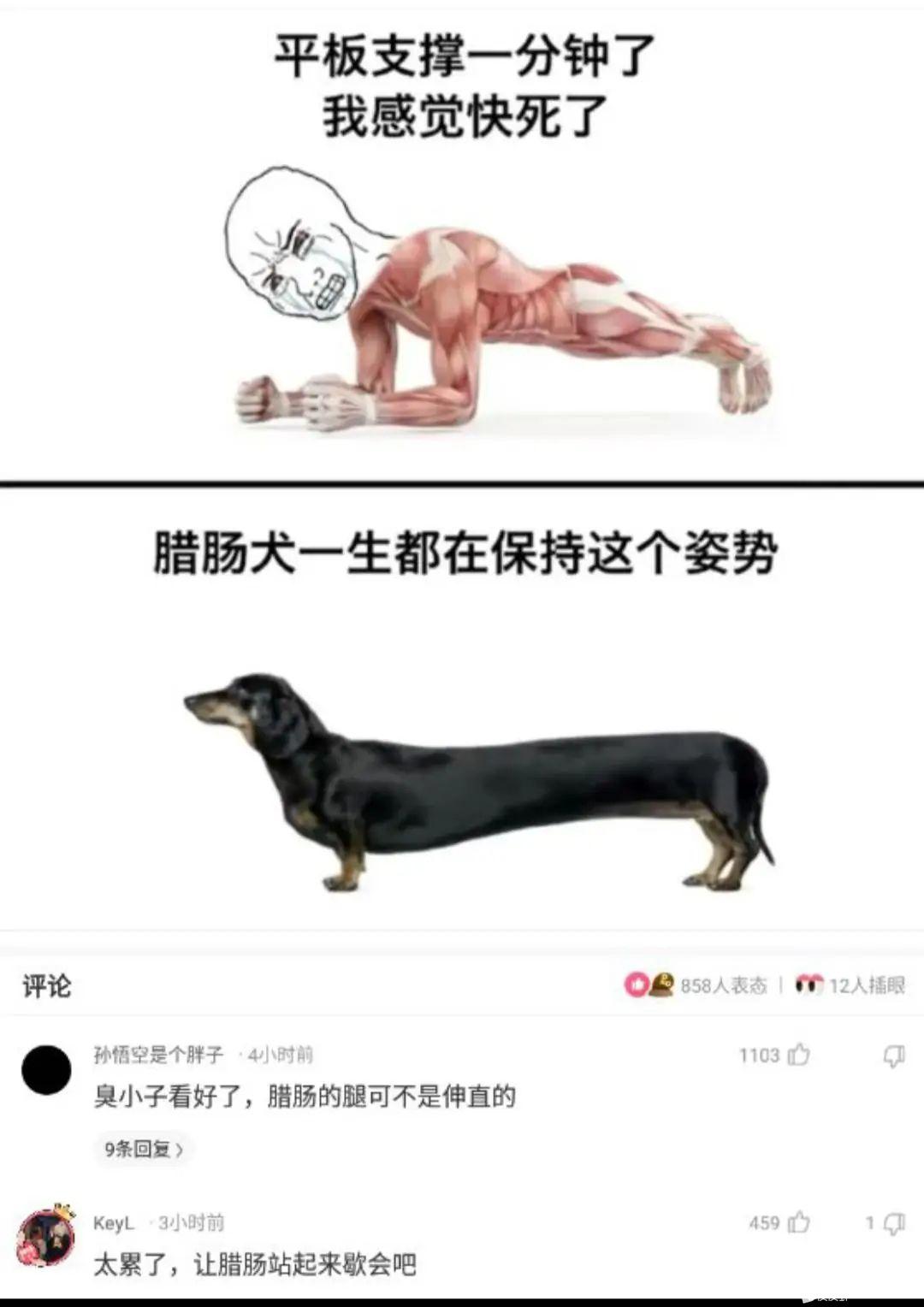 太累了，让腊肠站起来歇会吧