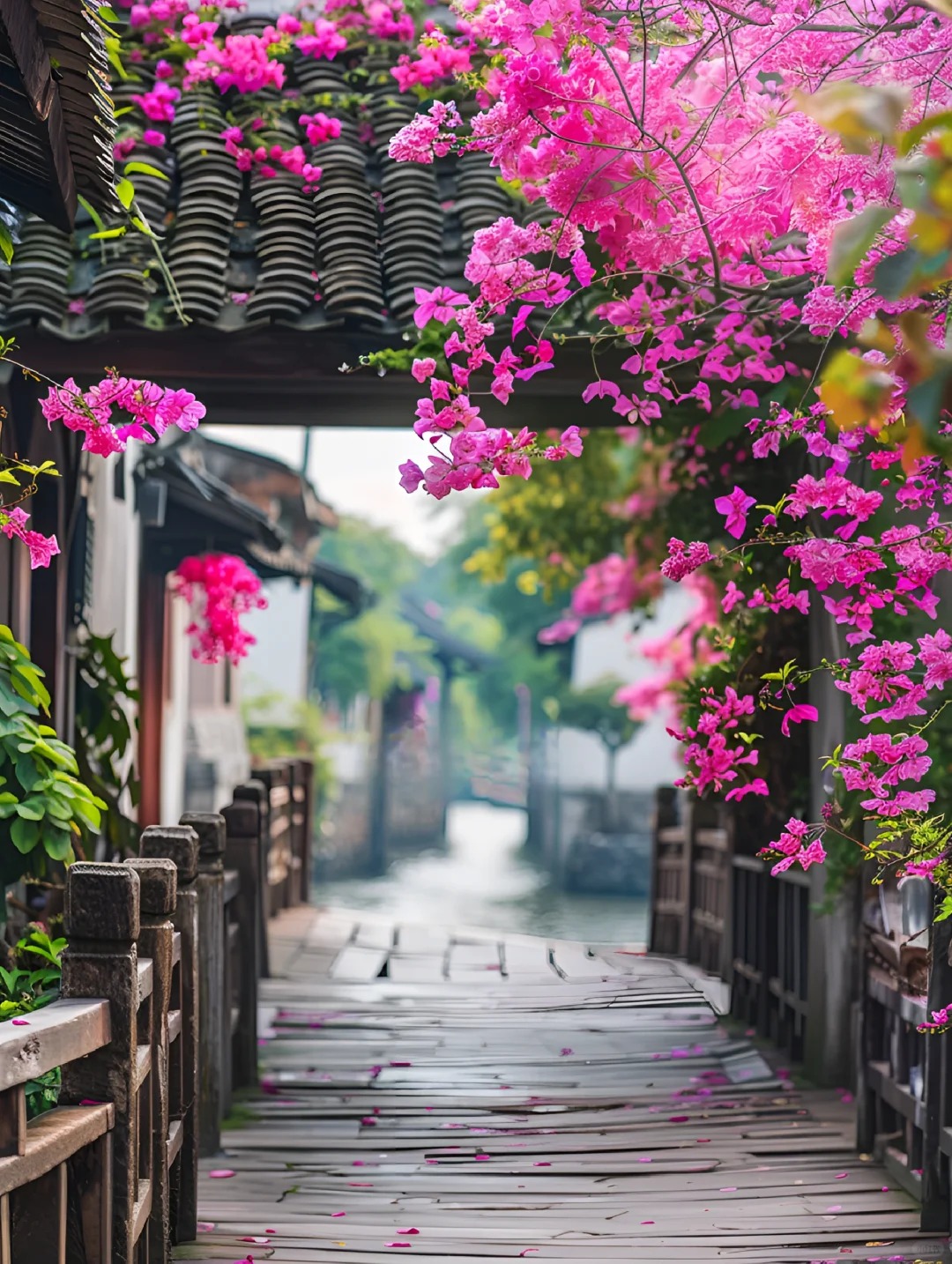 分享一张你拍到的花
暖风轻叩，处处繁花