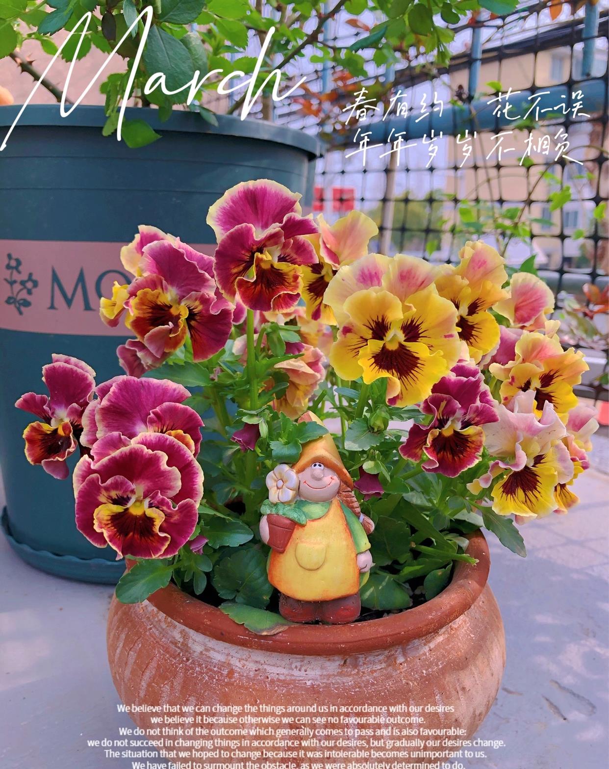 




已经是 2月尾声了(〃'▽'〃)
但角堇依旧如此生机~(

    
