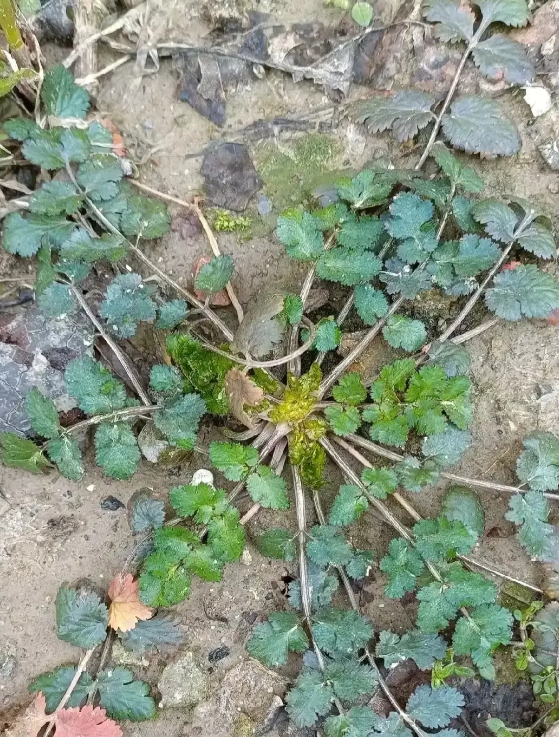 给你们看看正儿八经的香菜，有人非说是野草