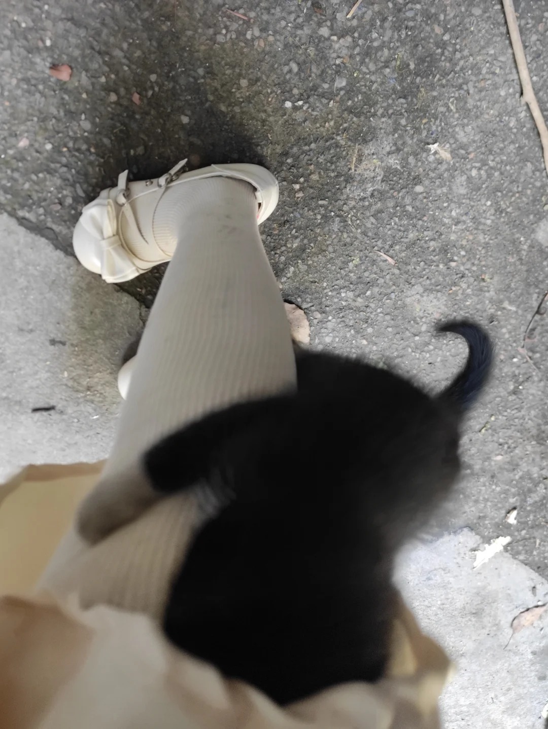 猫妈妈你教错猫了……
我看上的不是这只！！！是鼻子上白点大的那只！早就起名字叫小