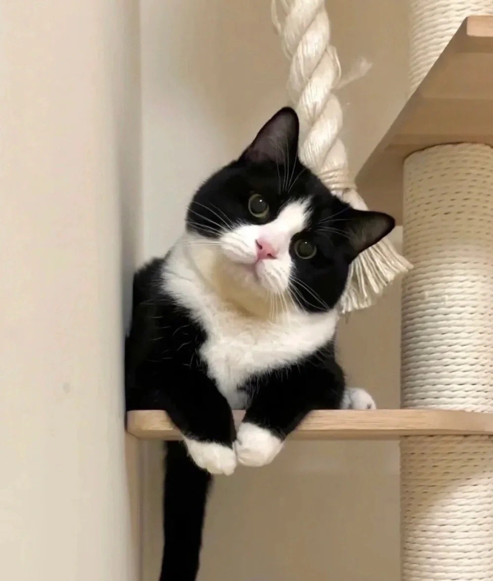 想看看你们的奶牛猫
想买一只奶牛猫但是问了一圈宠物店都没有卖的國你们的奶牛猫都是