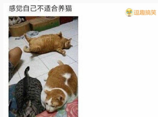 一个个养的肥头大耳