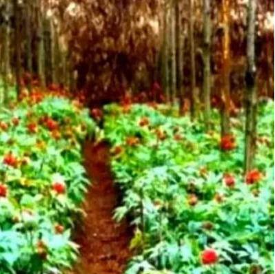 来自云南的李某为了赚钱，特意跟村民承包了160多亩的土地种植梨树，并签下了合同。