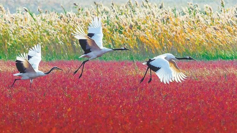 湖北老人救下受伤白鹤, 5年后老人湖边摔倒昏迷, 白鹤将其家人喊来