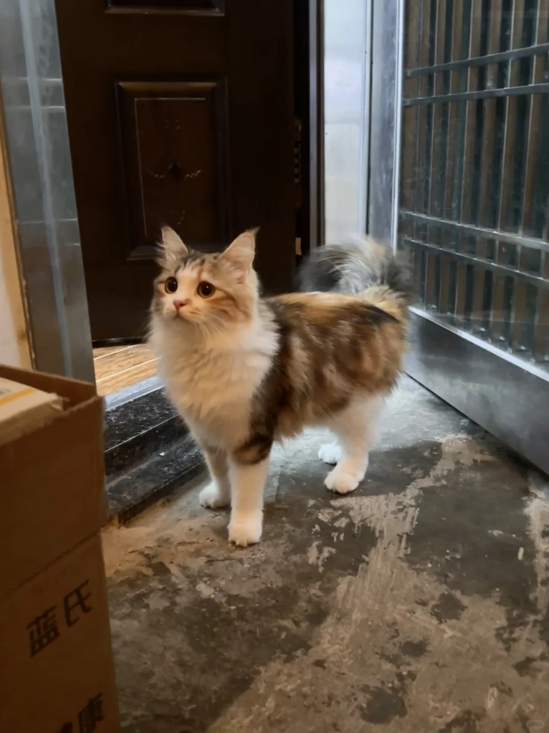 有这样的小猫在门口等着 你几点回家
一下班就看到我的小猫在门口等我  能不能不出