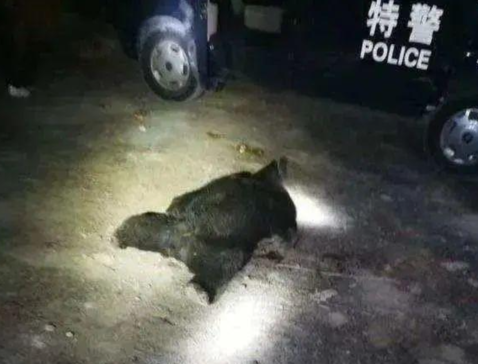 真男人！四川黑熊深夜入室伤人，丈夫救妻战力报表，用斧杀之！