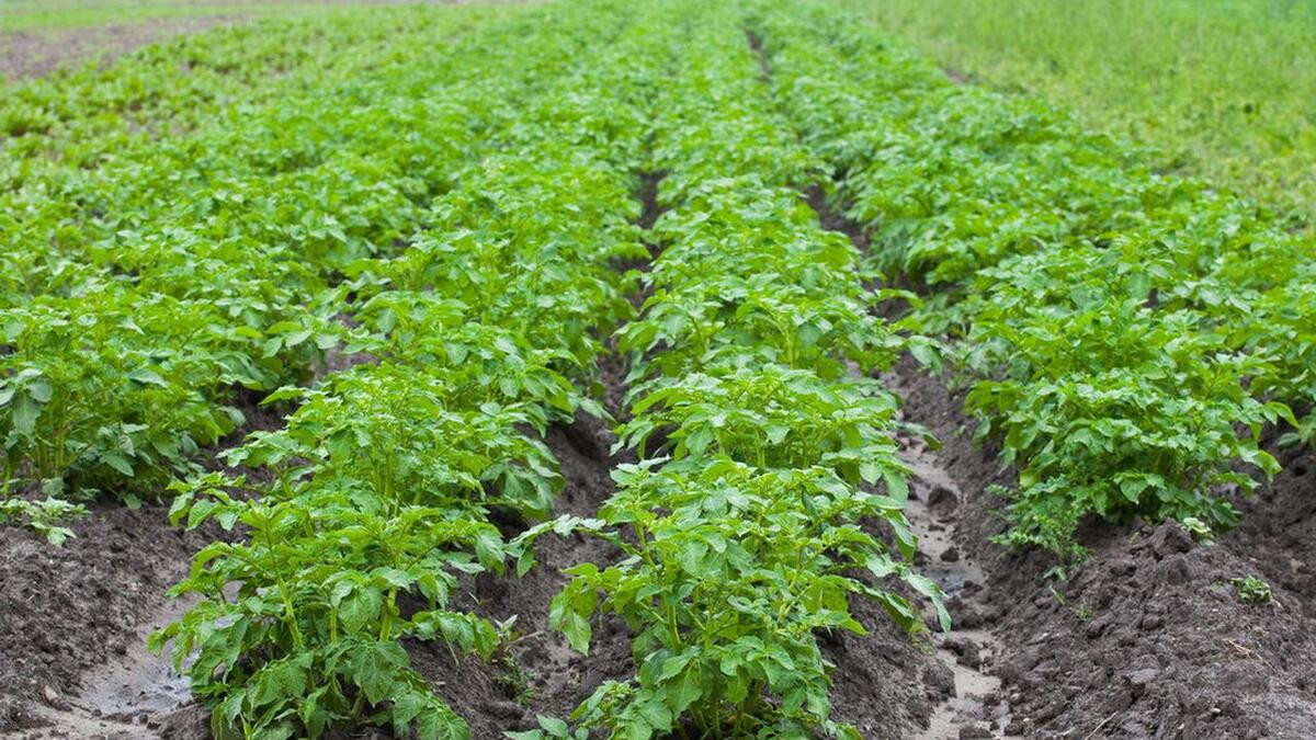 土豆植株生长阶段：3个要点，简单有效，产量高
