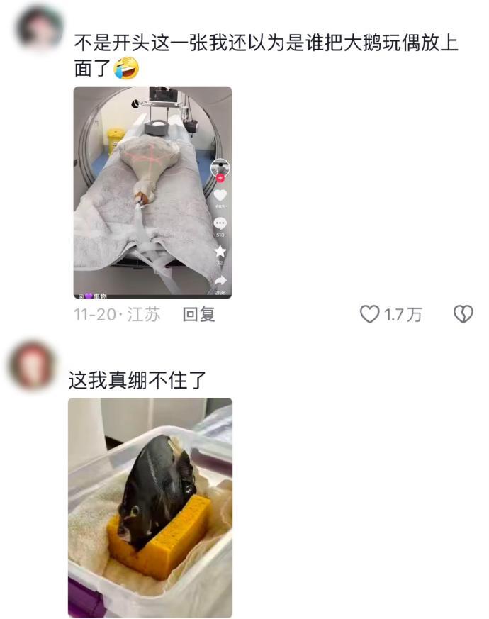 搞笑段子：给小动物治病也太抽象了!！哈哈哈哈！大笑