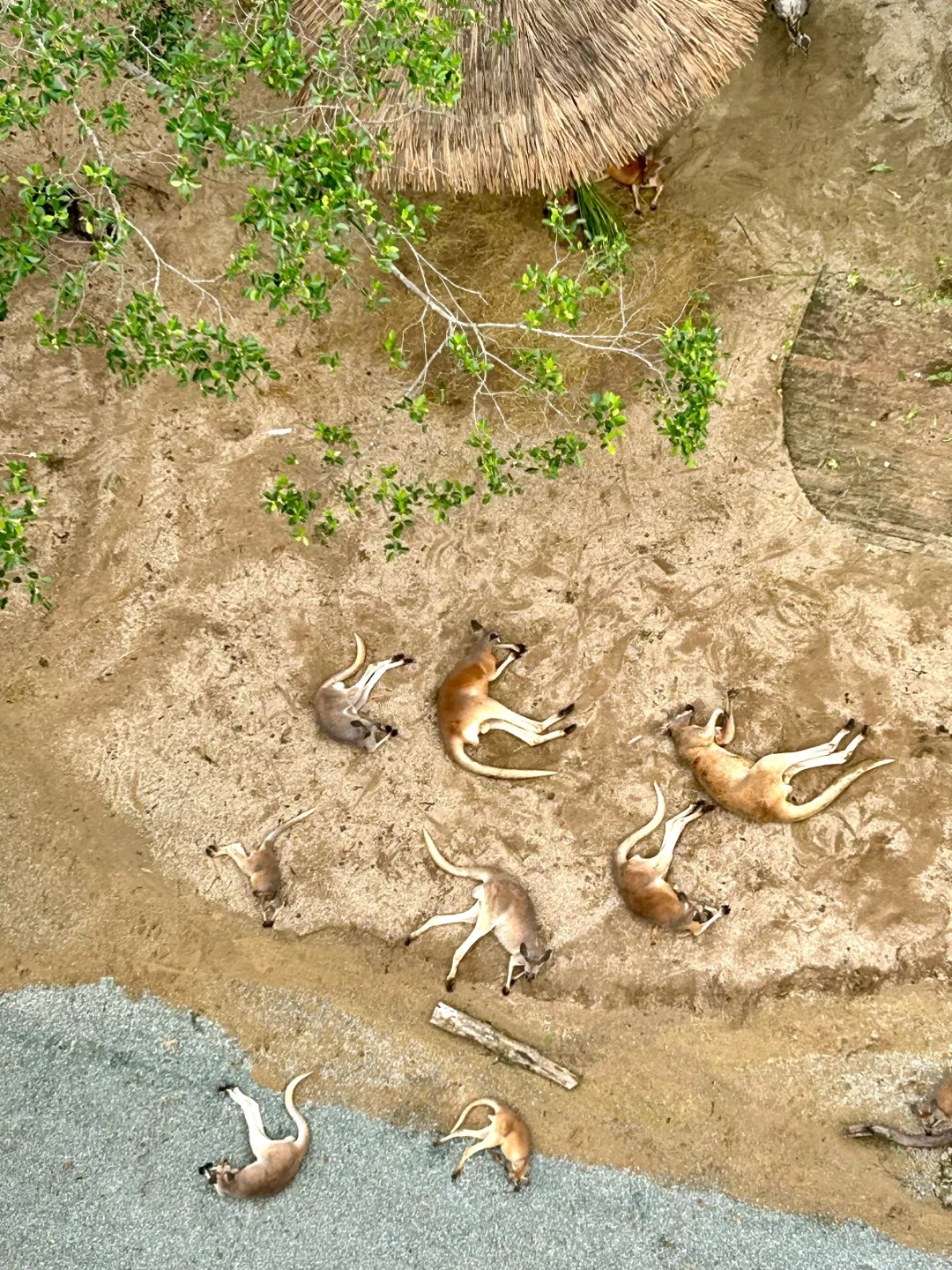 长隆 摊了一地的袋鼠
下午3点坐在缆车上看到，地上摊了一片片的袋鼠🦘上午10点