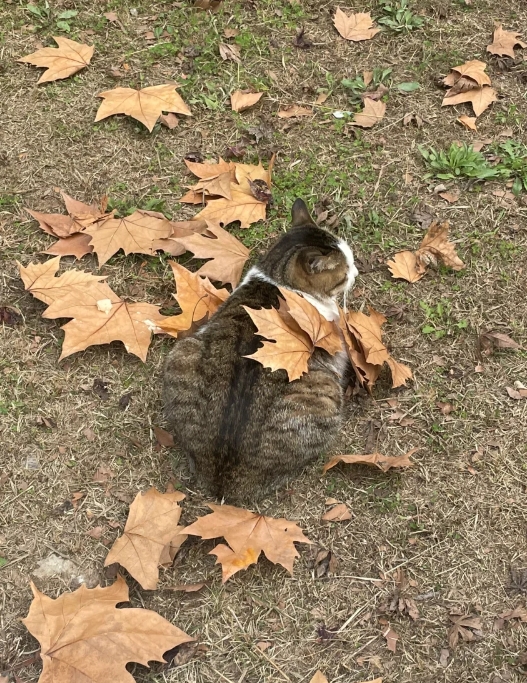 猫的情绪有多稳定？