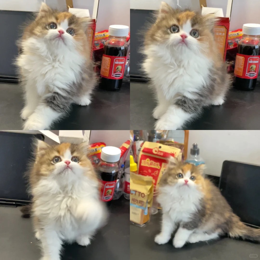 更新咯，长毛三花妹妹找家🏠中
浅浅更新一下
一只甜甜的妹妹，三花长毛
看上直接