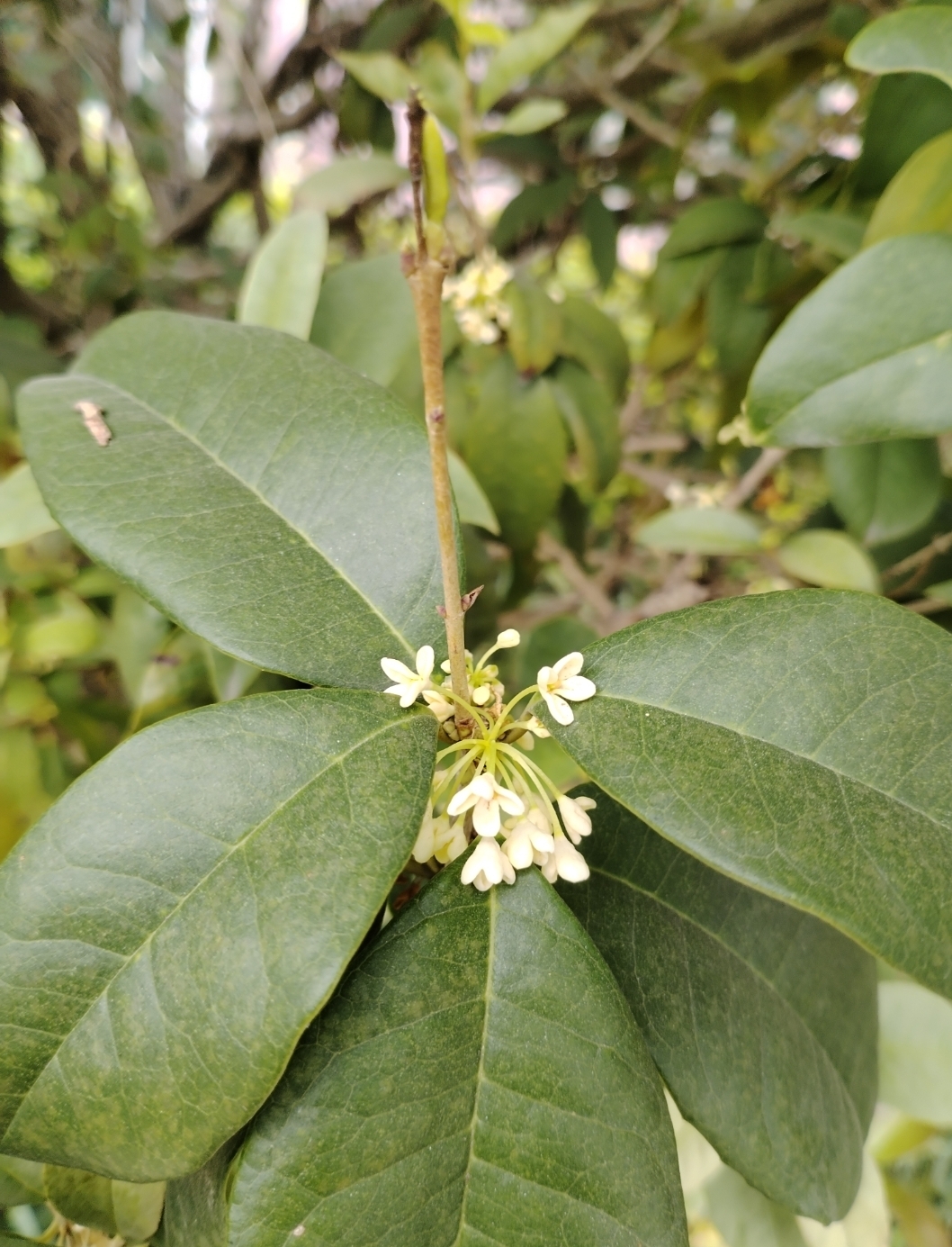 深圳桂花开了