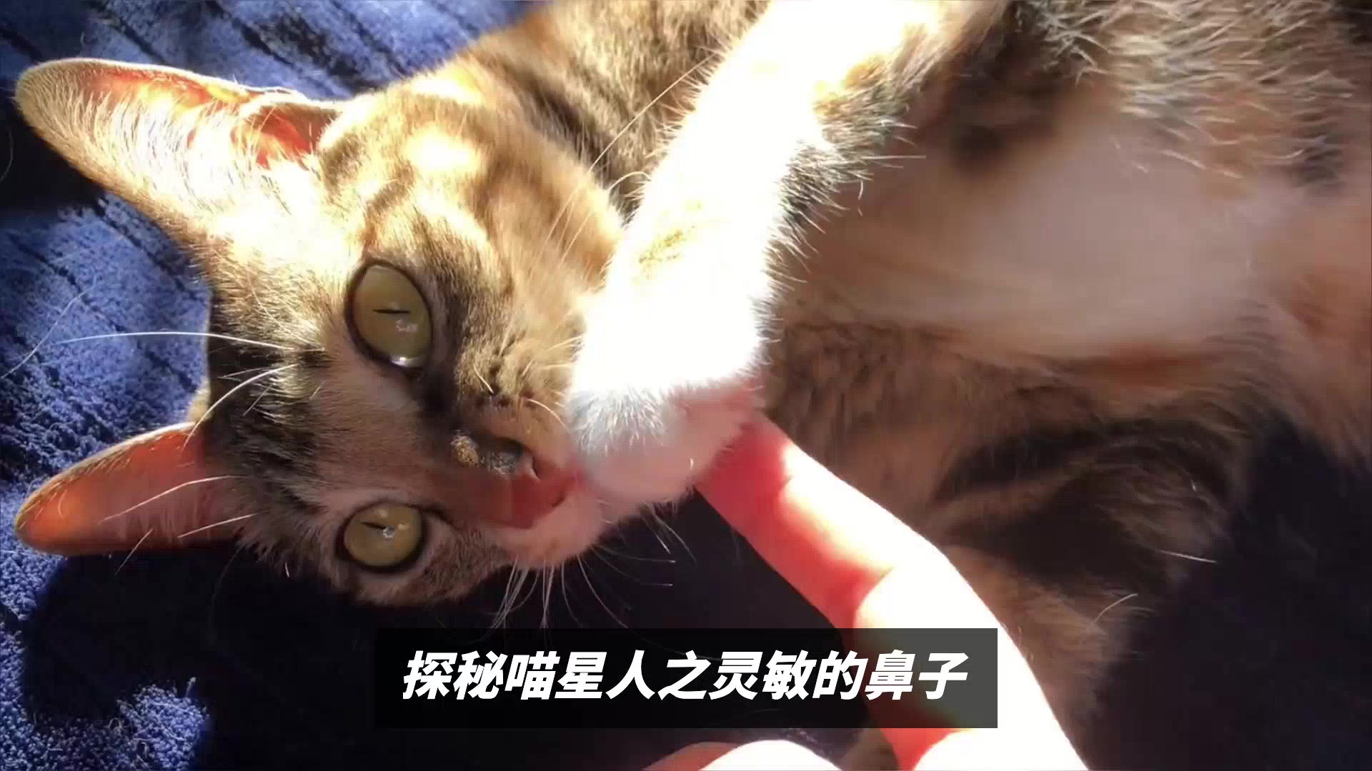 猫鼻子为什么那么灵敏？