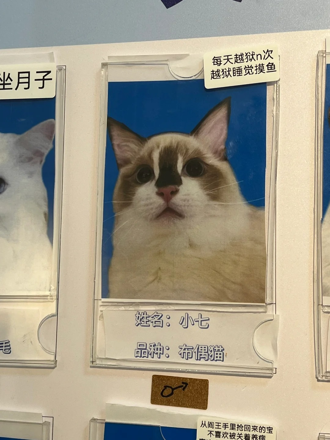 这家猫咖真是卧龙凤雏
好宝宝乖宝宝不多了