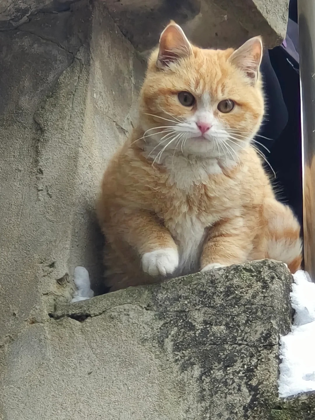 偏爱长得好看的孩子
#第一批回村过年的猫