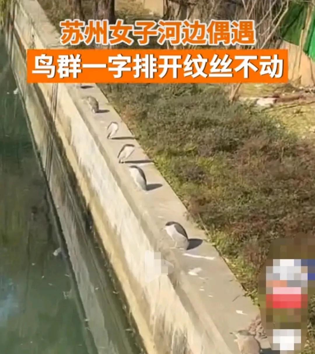 苏州，女子去饭店吃饭的路上，看到一群鸟在河堤上，一字排开，一动不动，两只眼睛静静