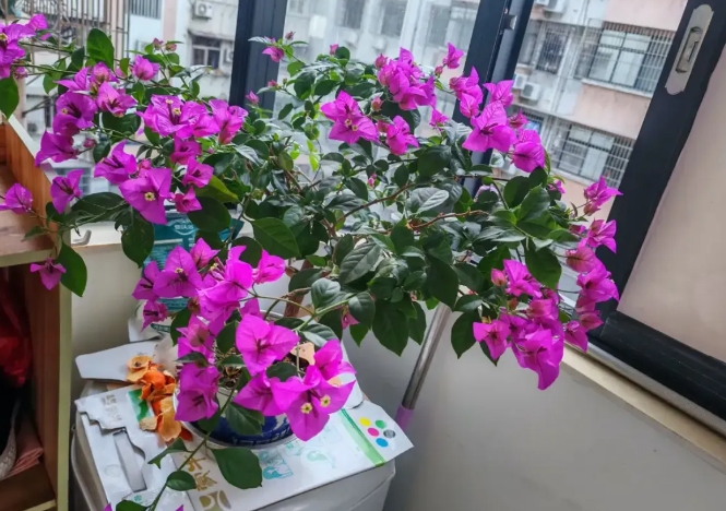 我父亲不在了，
母亲接到了身边，
我不回老家过年了，
删掉好多亲戚，
不给任何人