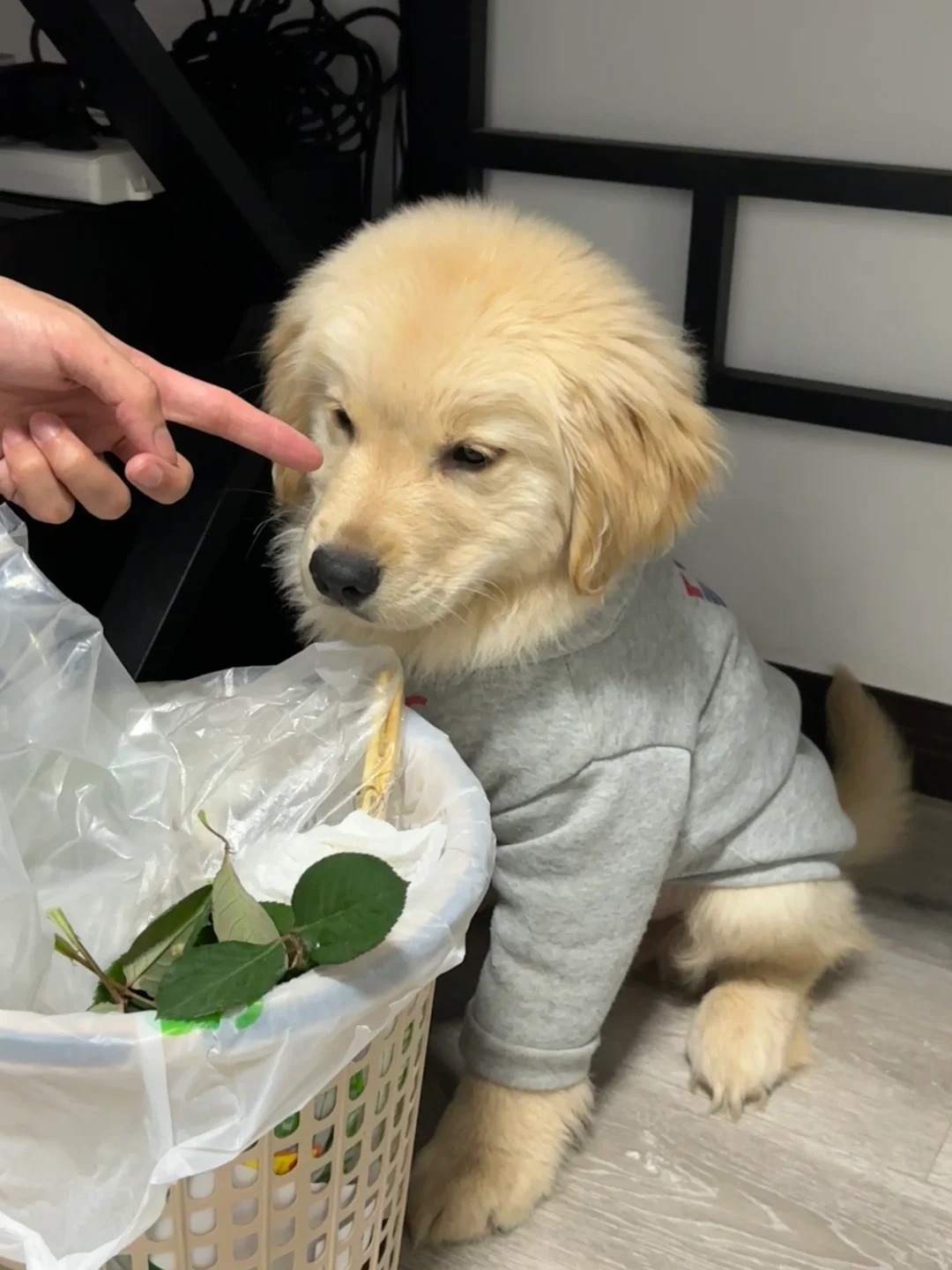 : 凭什么小狗不能吃叶子
就是大馋狗，啥都想尝